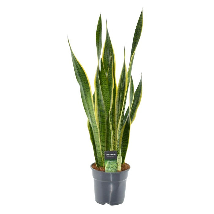 Sansevieria Laurentii: Bogenhanf groß
