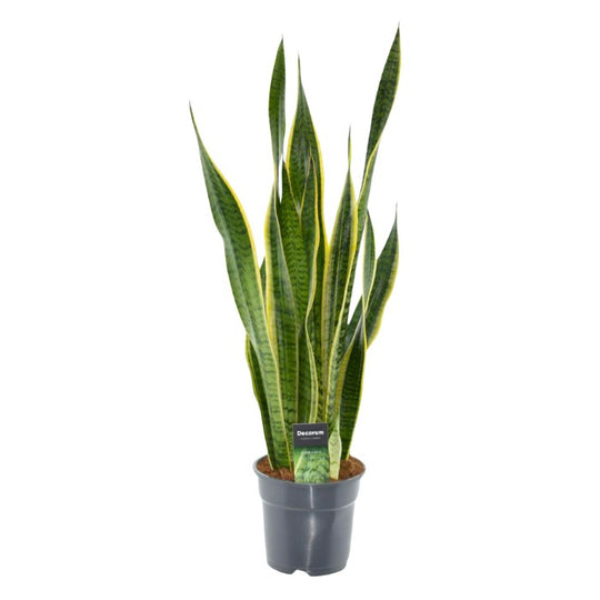 Sansevieria Laurentii: Bogenhanf groß