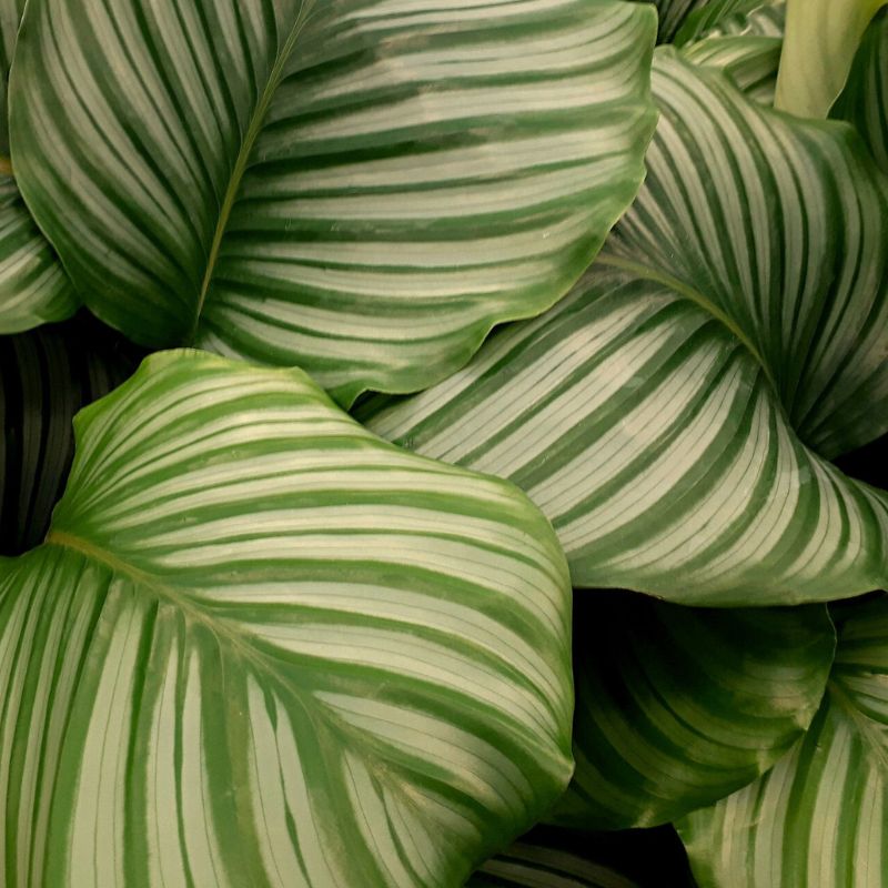 Calathea orbiforia Korbmarante: Gemusterte Grünpflanze produziert Sauerstoff und reinigt die Luft