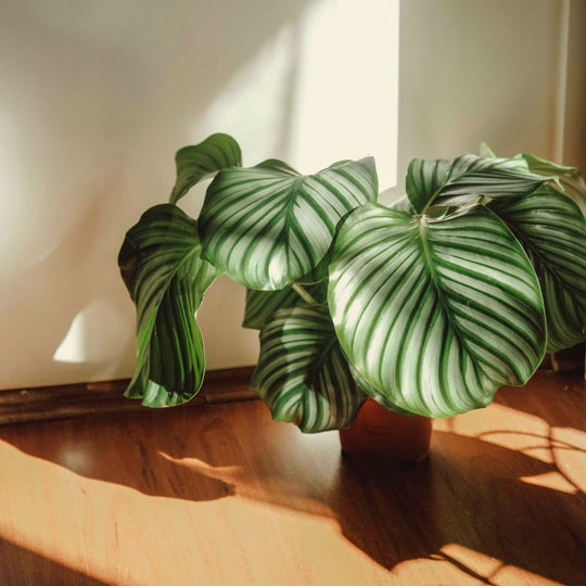 Calathea orbiforia Korbmarante online kaufen