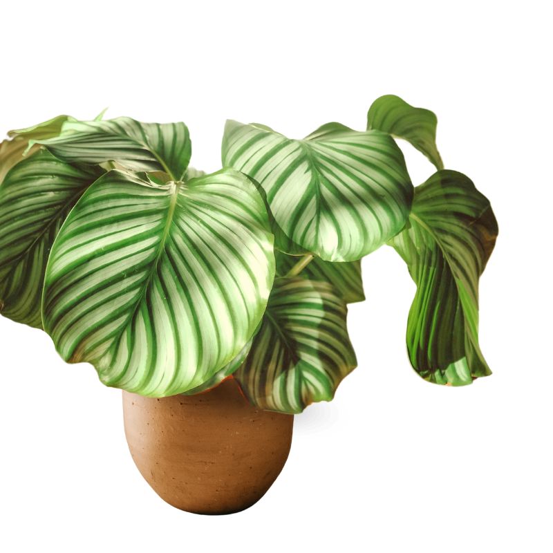 Calathea orbiforia Korbmarante 50m