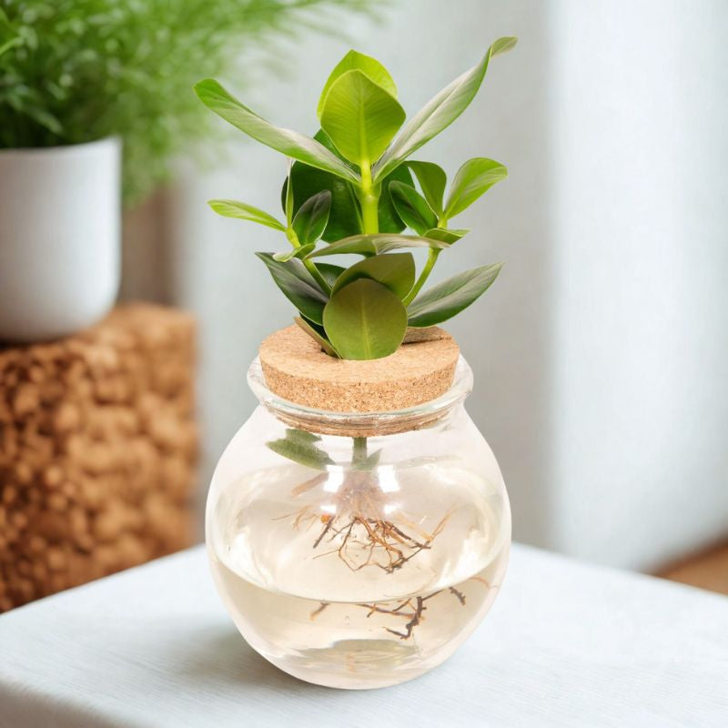 Hydropflanze Clusia im Bolglas