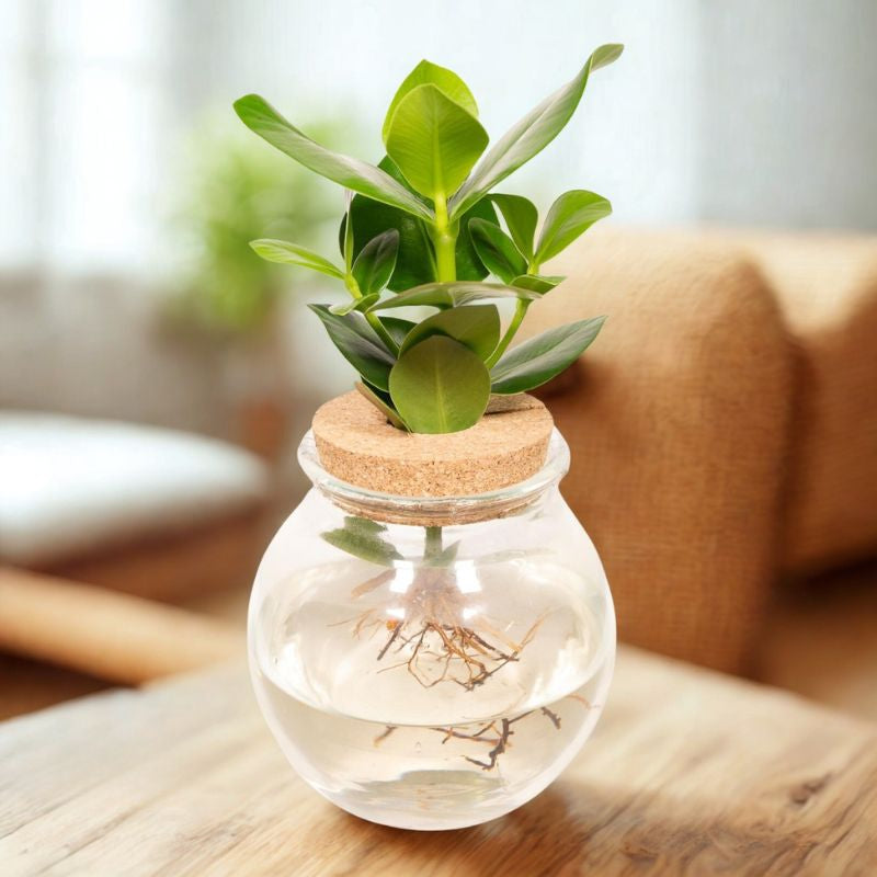 Hydropflanze Clusia im Bolglas