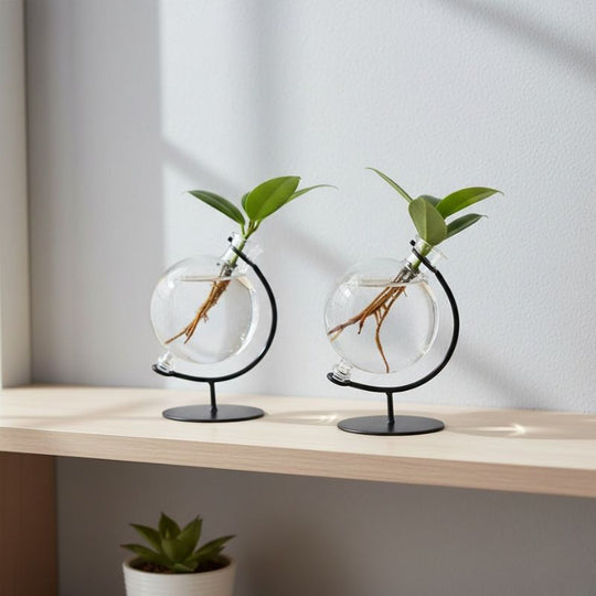 Hydroponik Pflanze 'Clusia' im Victoria Deko Glas