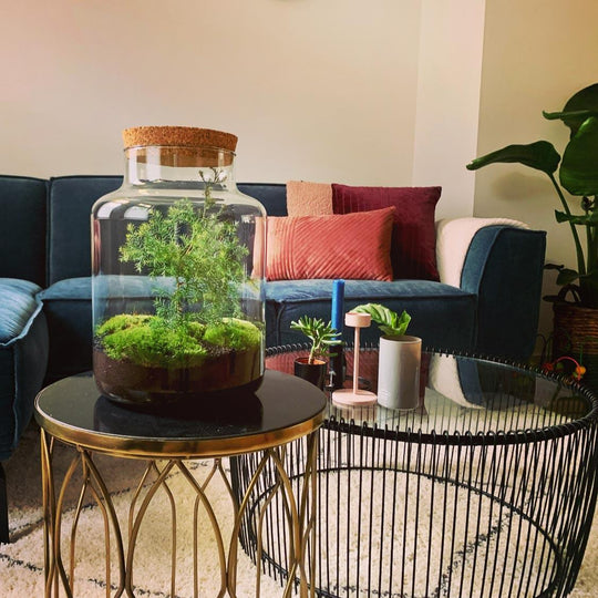 DIY Flaschengarten mit Mini-Nadelbaum