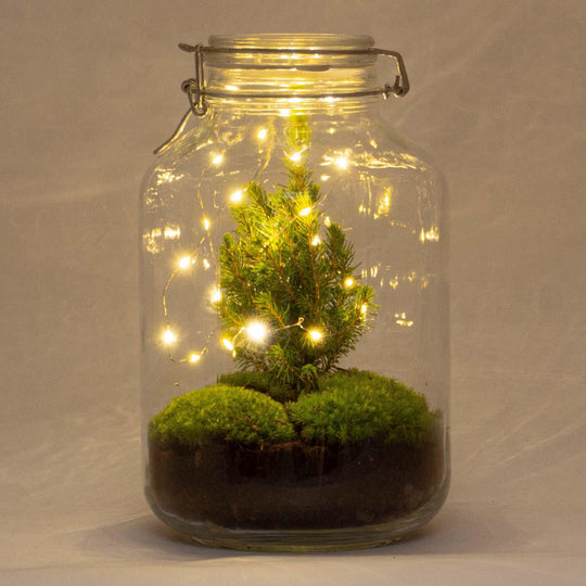 DIY Flaschengarten mit Mini-Weihnachtsbaum