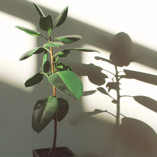 Gummibaum - Ficus elastica melany XL