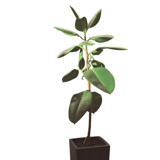 Gummibaum - Ficus elastica melany XL