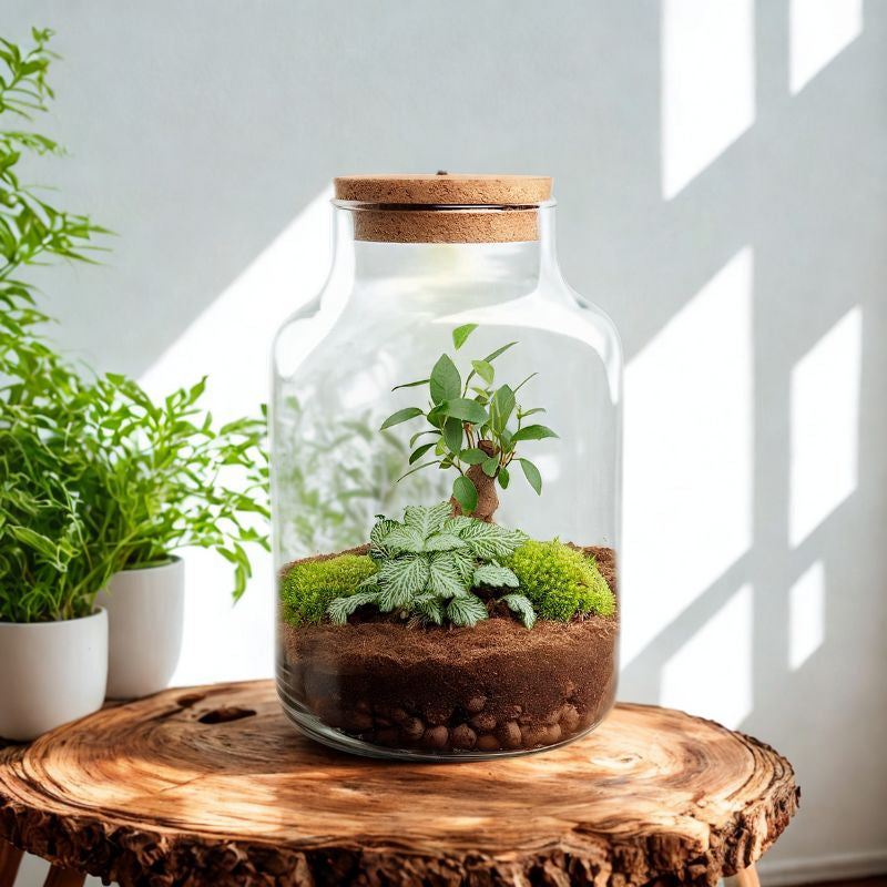 Flaschenbiotop beleuchtet im DIY-Set mit Bonsai