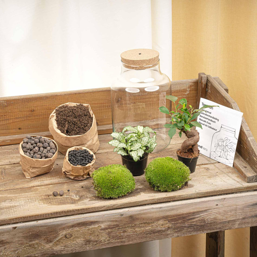 Flaschenbiotop beleuchtet im DIY-Set mit Bonsai