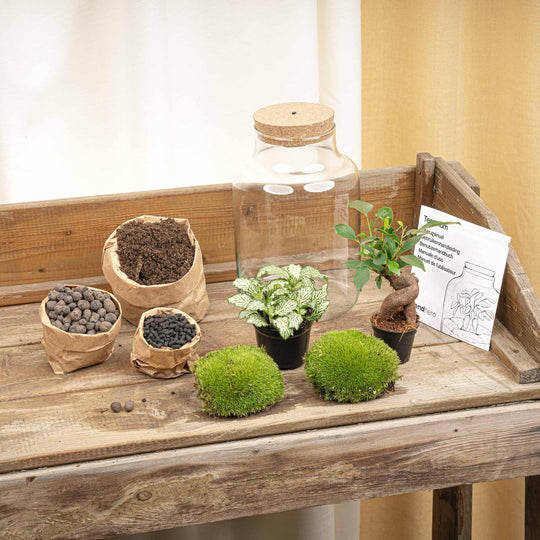 Flaschenbiotop beleuchtet im DIY-Set mit Bonsai
