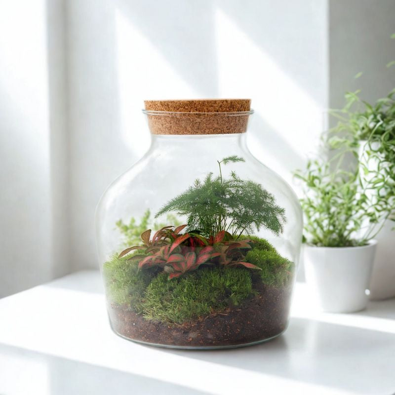 Flaschengarten DIY Set mit Fittona & Asparagus