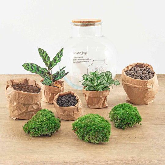 DIY Set Inhalt: Flaschengarten DIY Set mit Calathea & Fittonia