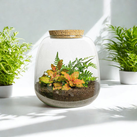 Flaschenterrarium DIY Set mit Fittonia und Farn