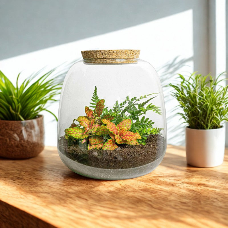 Flaschenterrarium DIY Set mit Fittonia und Farn