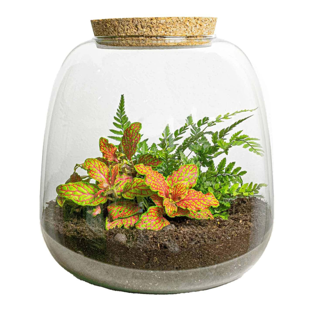 Flaschenterrarium DIY Set mit Fittonia und Farn