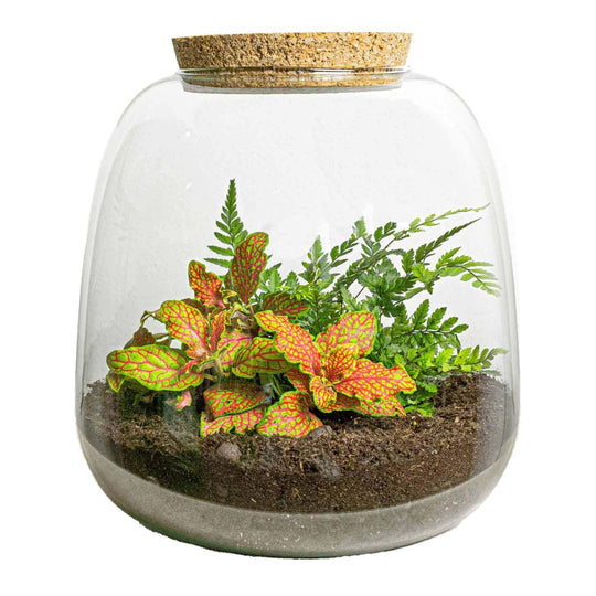 Flaschenterrarium DIY Set mit Fittonia und Farn