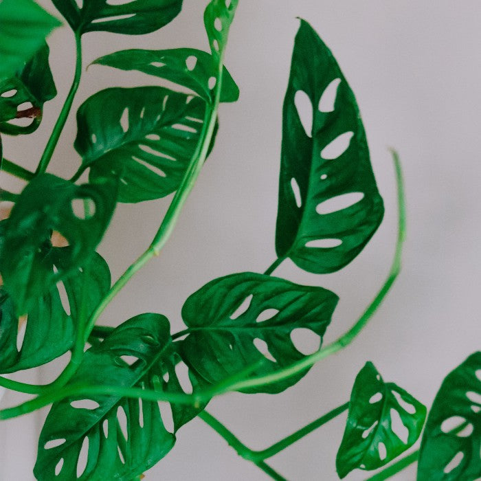 Elegantes Hydroponik-Set im Bolglas - Monstera Adansonii & Clusia