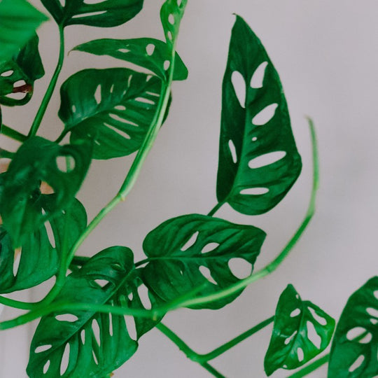 Elegantes Hydroponik-Set im Bolglas - Monstera Adansonii & Clusia