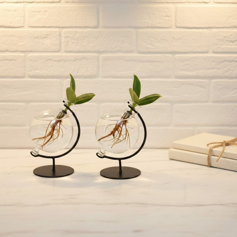 Hydroponik Pflanze 'Clusia' im Victoria Deko Glas