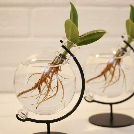 Hydroponik Pflanze 'Clusia' im Victoria Deko Glas