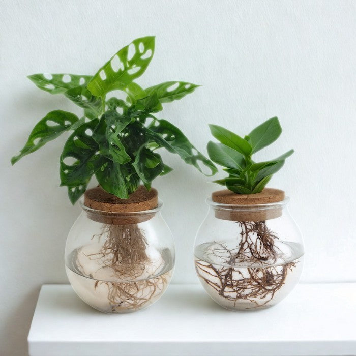 Elegantes Hydroponik-Set im Bolglas - Monstera Adansonii & Clusia