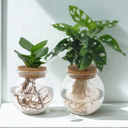 Elegantes Hydroponik-Set im Bolglas - Monstera Adansonii & Clusia