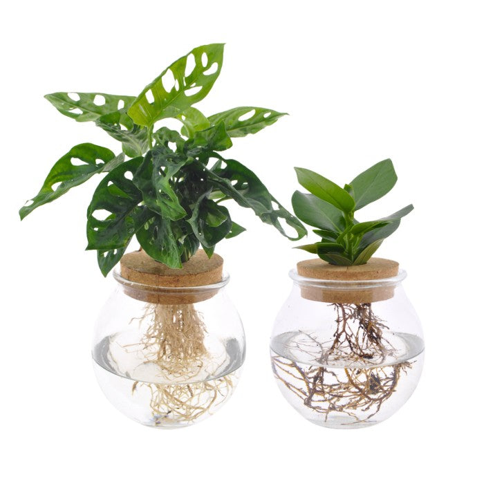Elegantes Hydroponik-Set im Bolglas - Monstera Adansonii & Clusia
