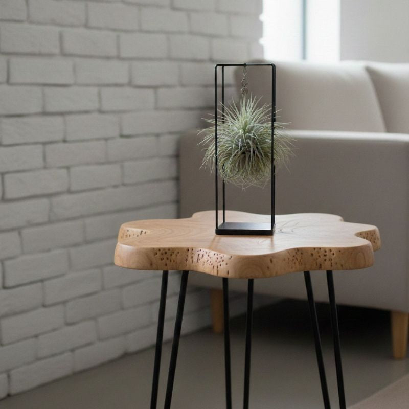 Luftpflanze Tillandsia mit Metallrahmen