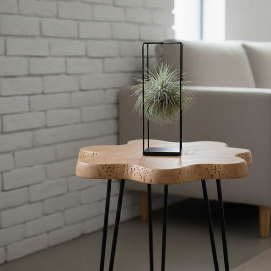 Luftpflanze Tillandsia mit Metallrahmen