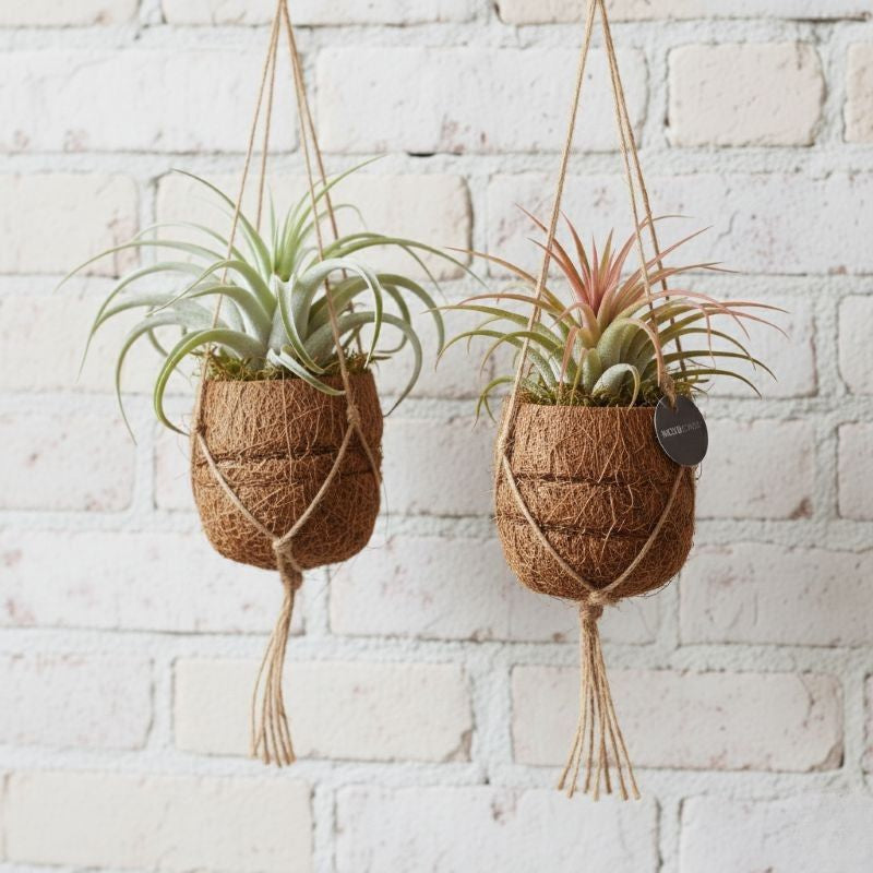 Kokodama Tillandsia Mix - Luftpflanzen im Kokosnest