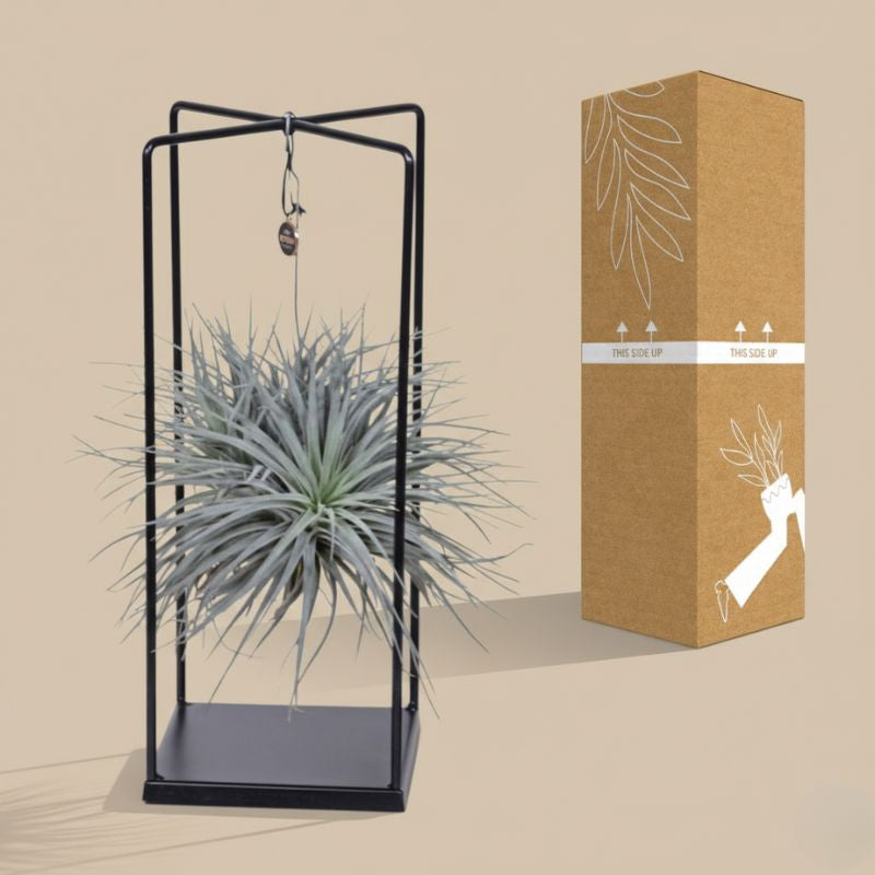 Luftpflanze Tillandsia mit Metallrahmen