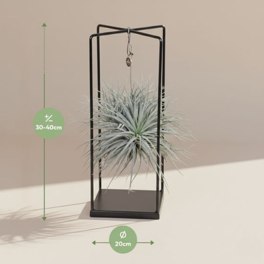 Luftpflanze Tillandsia mit Metallrahmen