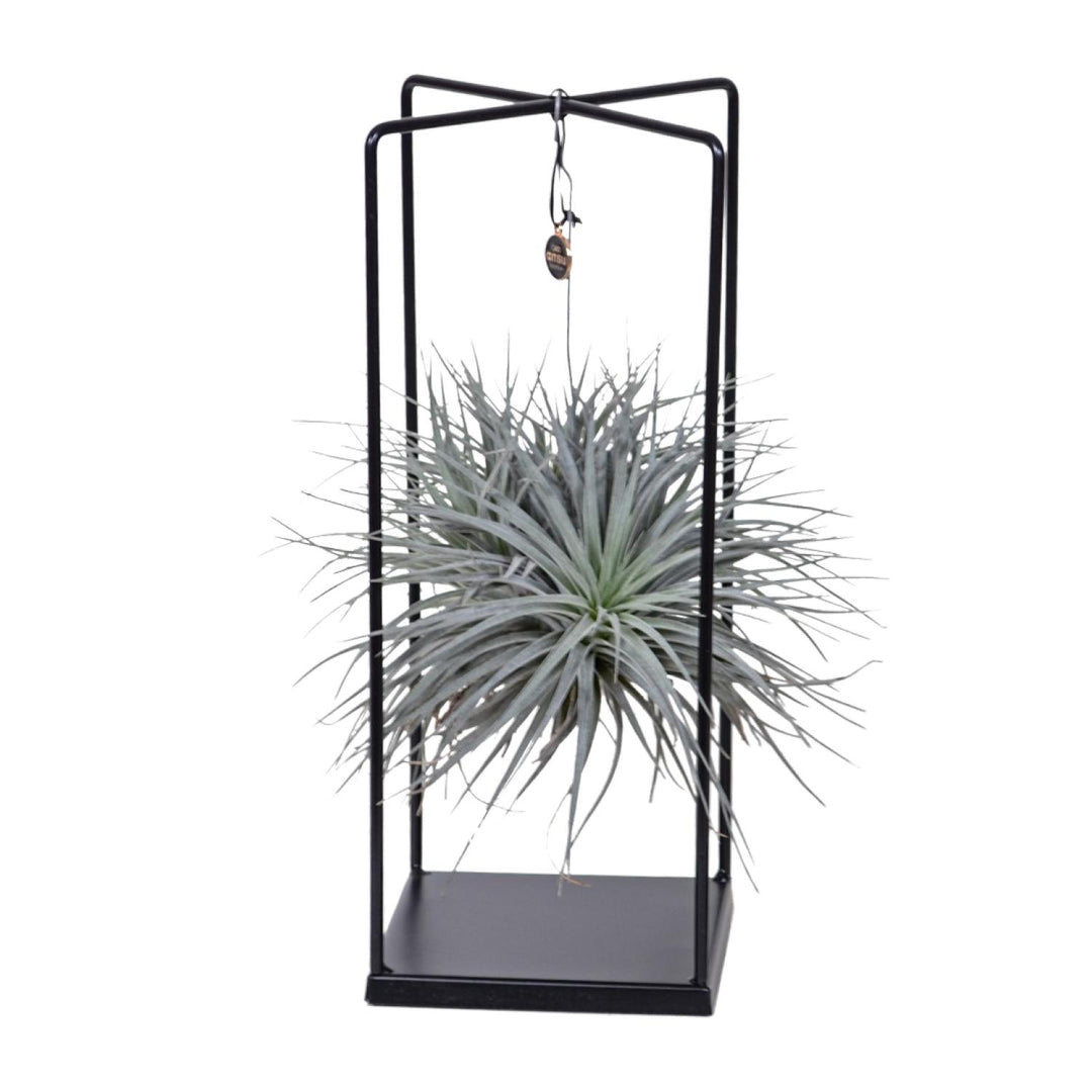Luftpflanze Tillandsia mit Metallrahmen