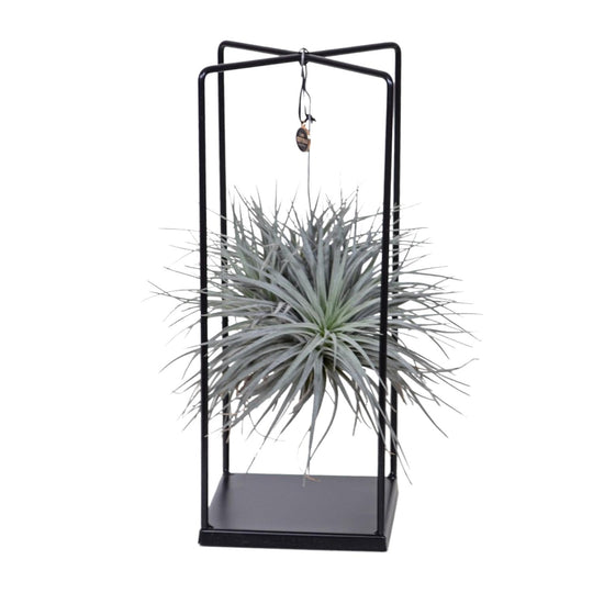 Luftpflanze Tillandsia mit Metallrahmen