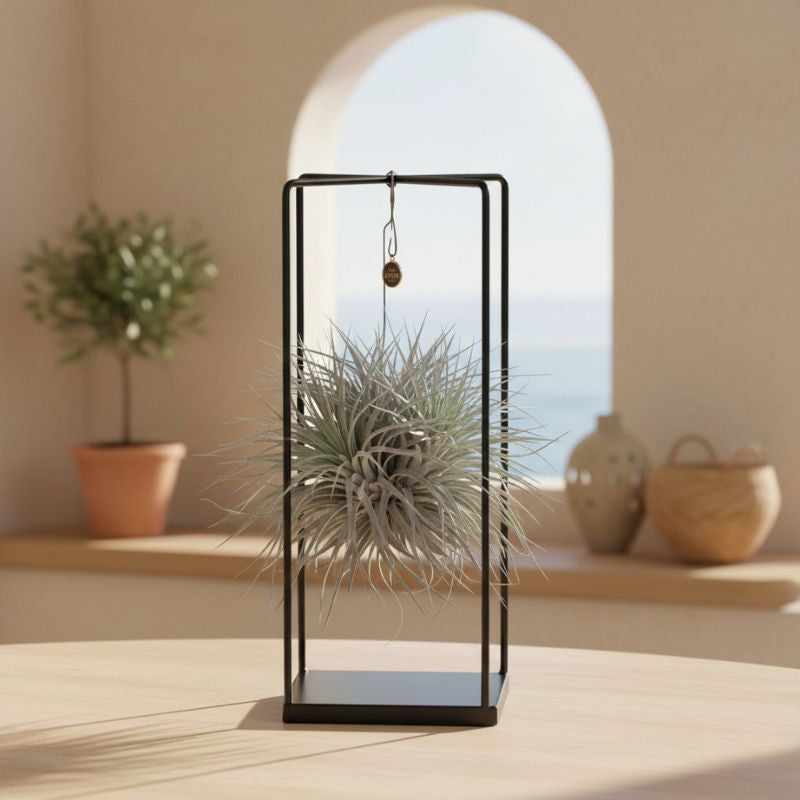 Luftpflanze Tillandsia mit Metallrahmen