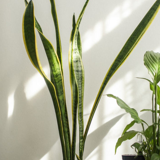 Sansevieria Laurentii: Bogenhanf mit ca. 70 cm Höhe