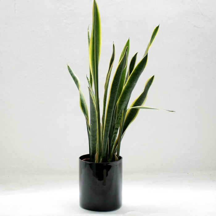 Sansevieria Laurentii