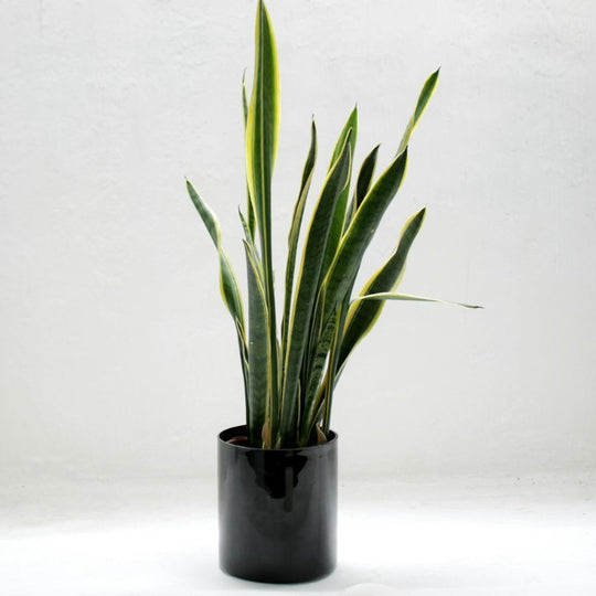Sansevieria Laurentii