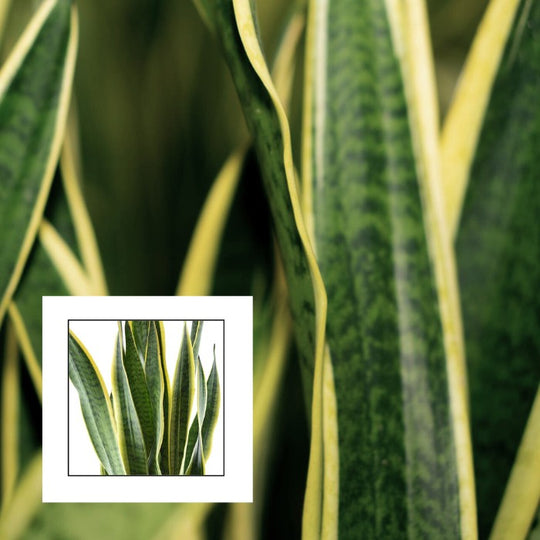 Sansevieria Laurentii: Bogenhanf mit gelbem Rand