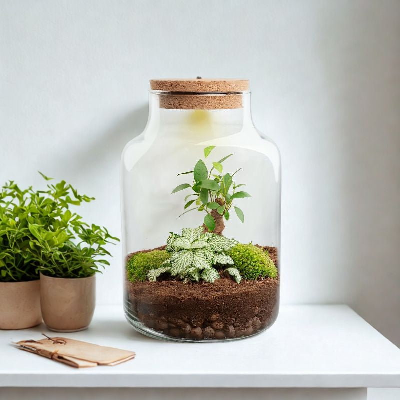 Flaschenbiotop beleuchtet im DIY-Set mit Bonsai