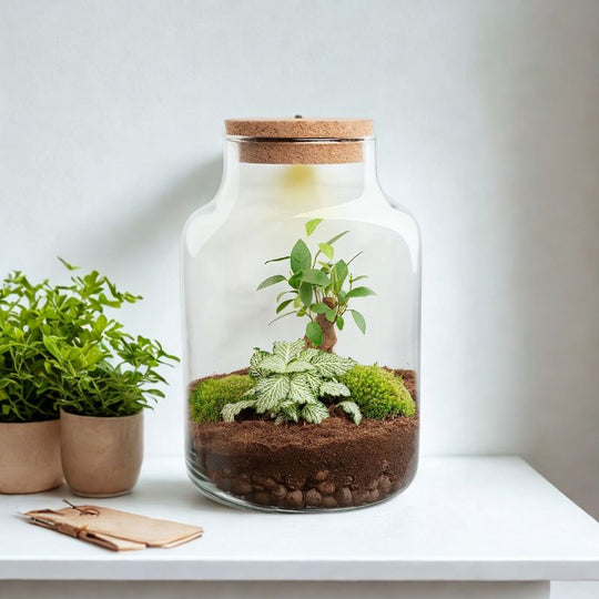 Flaschenbiotop beleuchtet im DIY-Set mit Bonsai