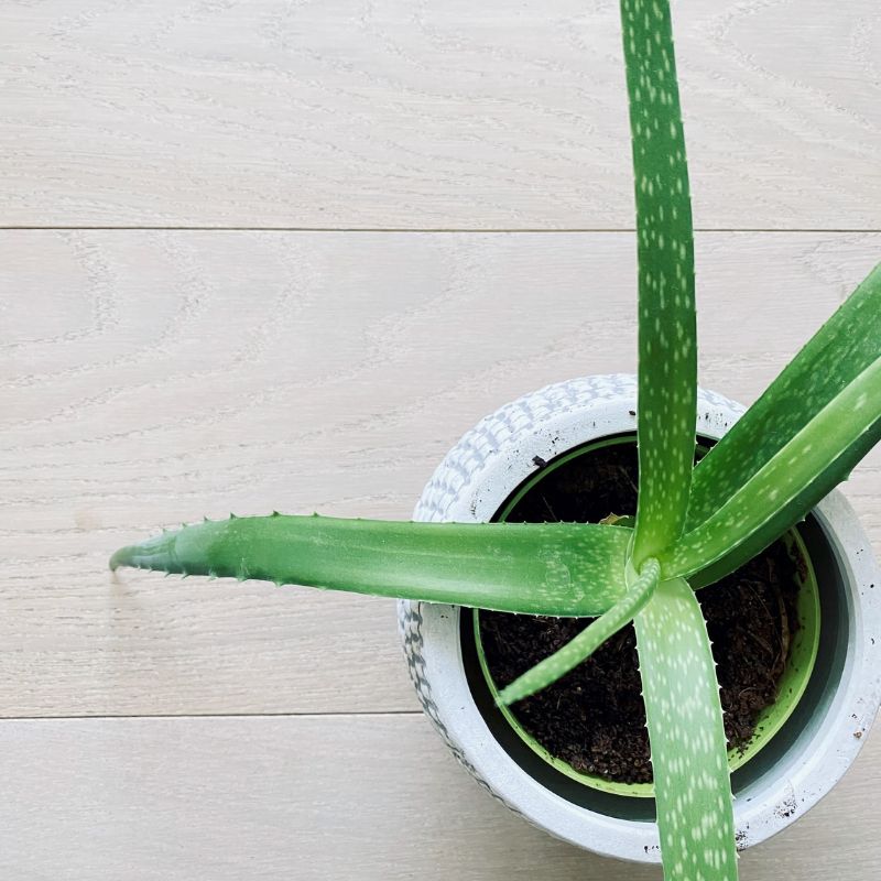 Aloe Vera Pflanzen