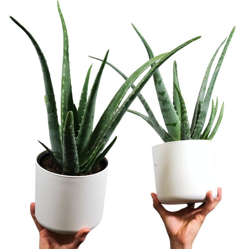 Aloe Vera 2er Set