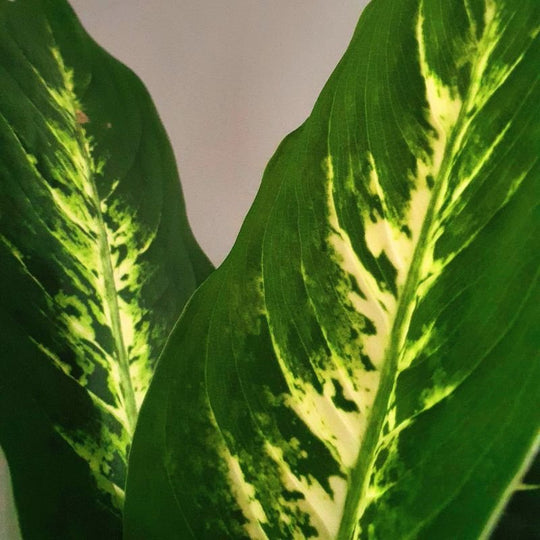 Dieffenbachia mit Topf online kaufen