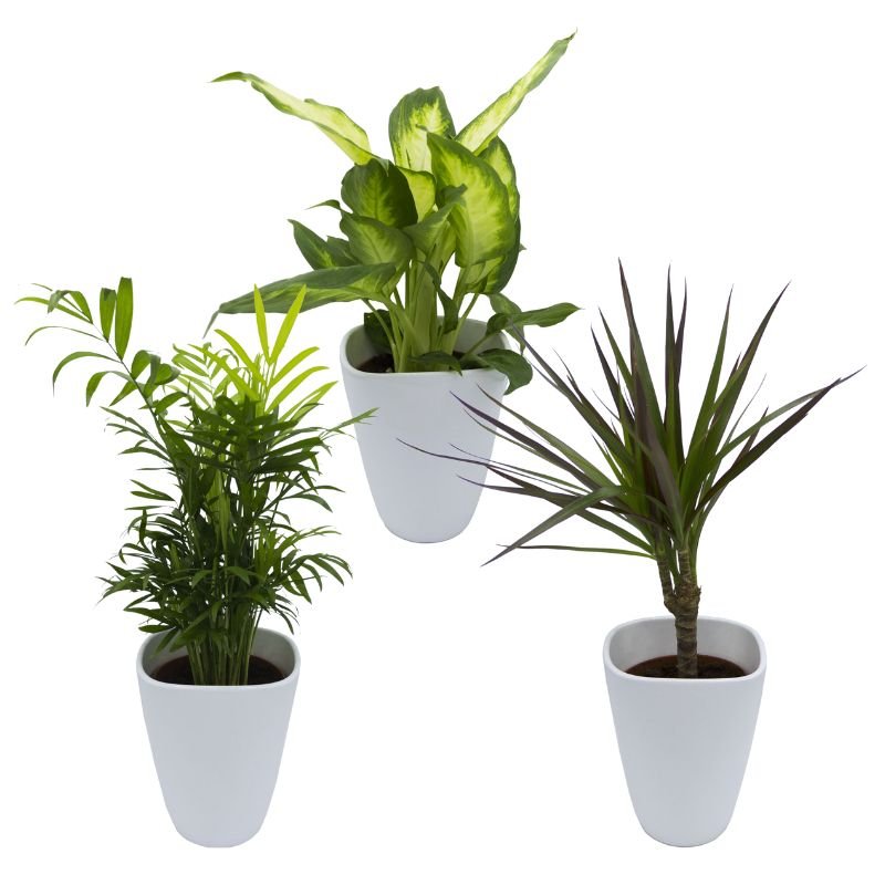 Topfpflanzen Set: Palme, Dieffenbachia, Drachenbaum