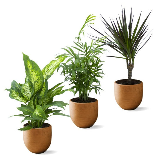 Zimmerpflanzen Set: Zimmerpalme, Dieffenbachia, Drachenbaum