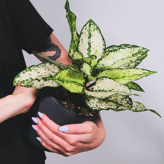 Dieffenbachia