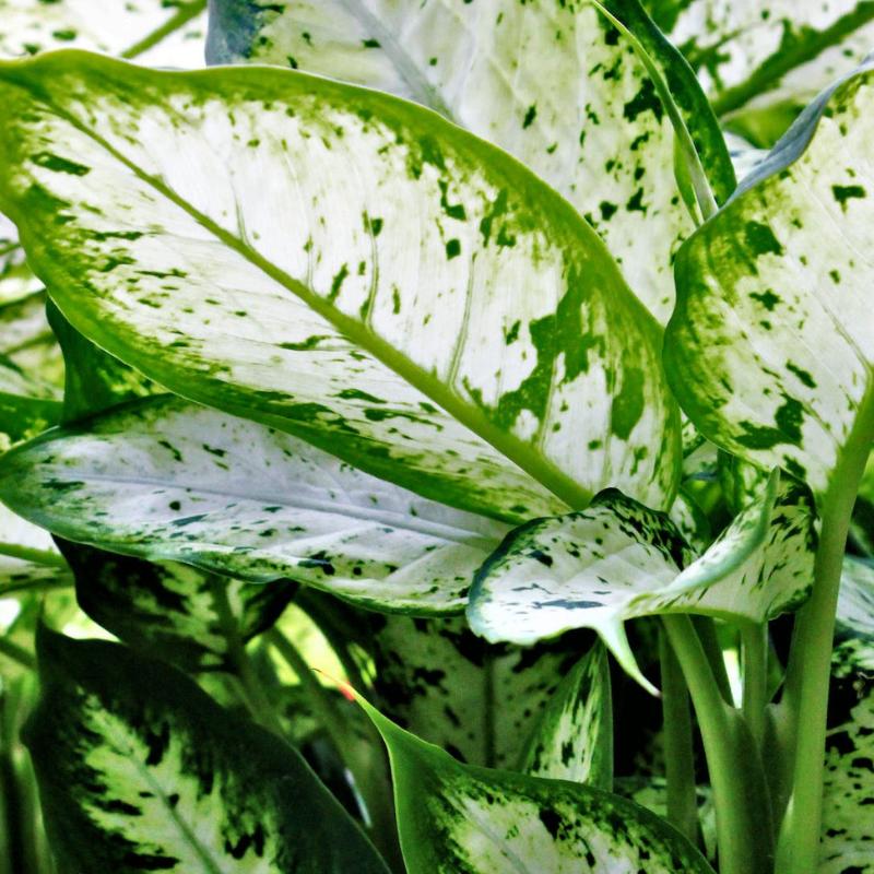 Dieffenbachia Zimmerpflanze